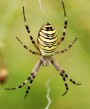 Křižák pruhovaný<br>Argiope bruennichi<br>samička<br>Místo: Tábor (Klokoty)<br>Datum pořízení: 9.8.2009