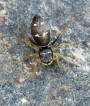 Skákavka měděná<br>Heliophanus cupreus<br>Místo: Pacova hora (PR)<br>Datum pořízení:<br>21.5.2011