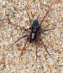 Zápředník domácí<br>Liocranum rupicola<br>Místo: Tábor Staré město<br>Datum pořízení:<br>14.8.2011