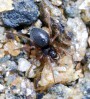 Pavučenka zoubkatá<br>Erigone dentipalpis<br>vel. 1.9mm<br>Místo: Opařany<br>Datum pořízení:<br>7.1.2012