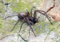 Cedivka domovní<br>Amaurobius ferox<br>Místo: Chrášťany<br>Datum pořízení:<br>29.8.2011