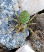 Cedivečka Walckenaerova<br>Nigma walckenaeri<br>samička<br>Místo: Chrášťany<br>Datum pořízení: 22.10.2011