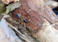 Plachetnatka velká<br>Neriene montana<br>Místo: Vlkov písečný přesyp<br>Datum pořízení: 28.4.2012