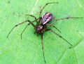 Plachetnatka keřová<br>Linyphia triangularis<br>Místo: Sezimovo Ústí (Soukeník)<br>Datum pořízení:<br>6.11.2010