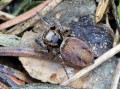 Skákavka obecná<br>Evarcha falcata<br>samička (023)<br>Místo: Stříbrné Hutě<br>Datum pořízení: 2.6.2012