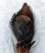 Philodromus cespitum<br>sameček pedipalpus (042)