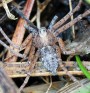 Listovník obecný<br>Philodromus cespitum<br>sameček (042)<br>Místo: Bechyně<br>Datum pořízení: 16.6.2012