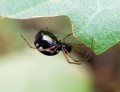 Plachetnatka bičovitá<br>Microlinyphia pusilla<br>samička (067)<br>Místo: Vlkov písečný přesyp<br>Datum pořízení: 3.8.2012