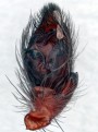 Scotophaeus scutulatus<br>sameček pedipalpus (068)