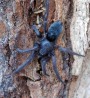Skálovka domácí<br>Scotophaeus scutulatus<br>sameček (068)<br>Místo: Tábor<br>Datum pořízení: 10.8.2012