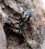 Plachetnatka tlustotrnná<br>Lepthyphantes minutus<br>samička (077)<br>Místo: Tábor<br>Datum pořízení: 9.8.2012