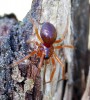 Pavučenka červenavá<br>Gonatium rubellum<br>samička (082)<br>Místo: Pacova hora (PR)<br>Datum pořízení: 9.9.2012