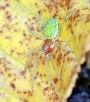 Cedivečka Walckenaerova<br>Nigma walckenaeri<br>sameček<br>Místo: Tábor (Klokoty)<br>Datum pořízení: 24.10.2012