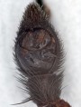 Alopecosa pulverulenta<br>pedipalpus (090)
