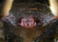 Lepthyphantes minutus<br>samička epigyne (092)