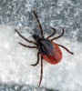 Klíště obecné<br>Ixodes ricinus<br>Místo: Jesení<br>Datum pořízení: 29.5.2011